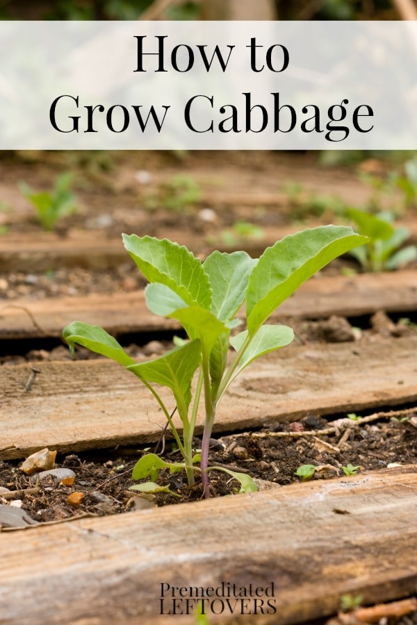 How to Grow Cabbage including how to grow cabbage from seed, how to transplant cabbage seedlings, when and how to harvest cabbage plants.