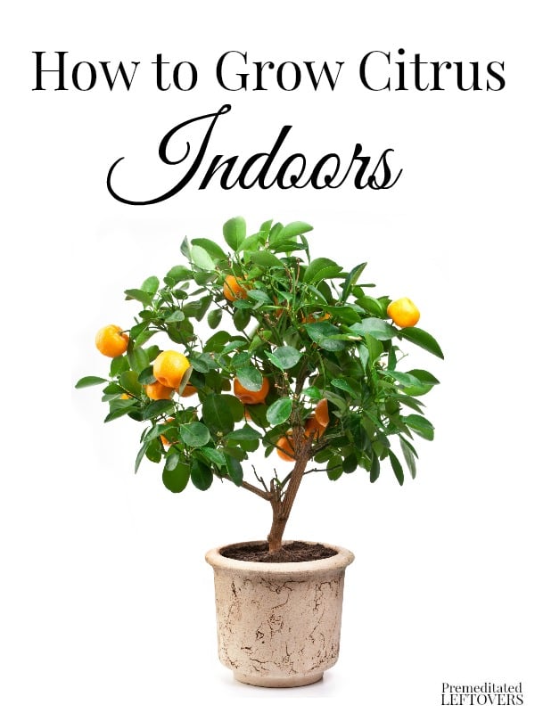 Citrus plants make beautiful displays and if you live in the north, it can be hard to grow them outside. Here's some tips on How to Grow Citrus Indoors.