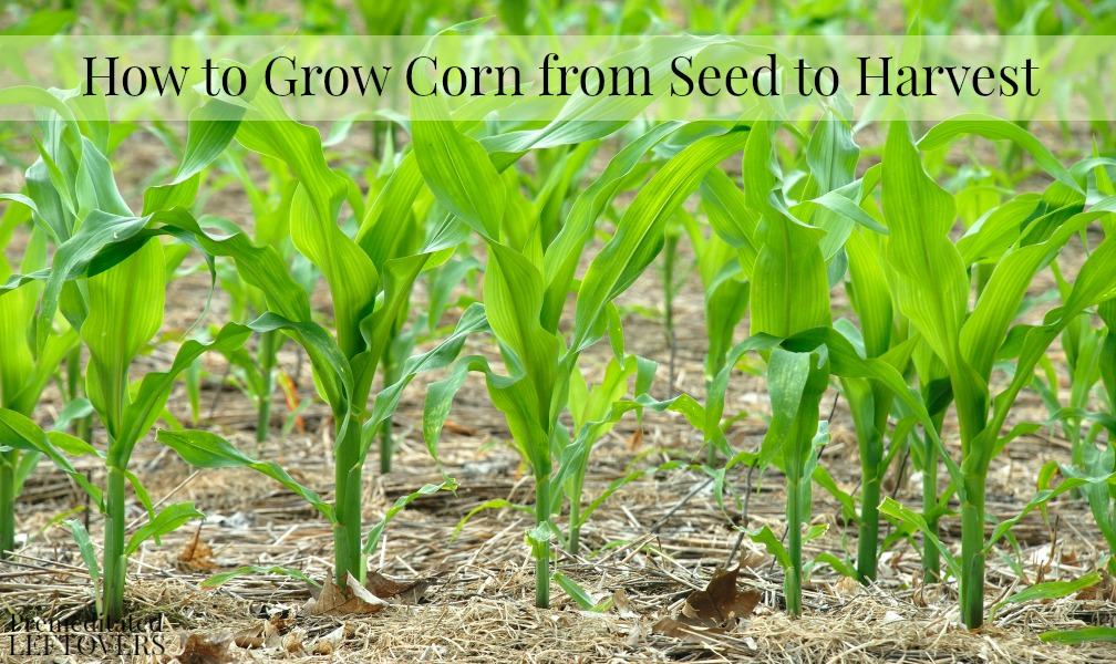 How to Grow Corn from Seed to Harvest