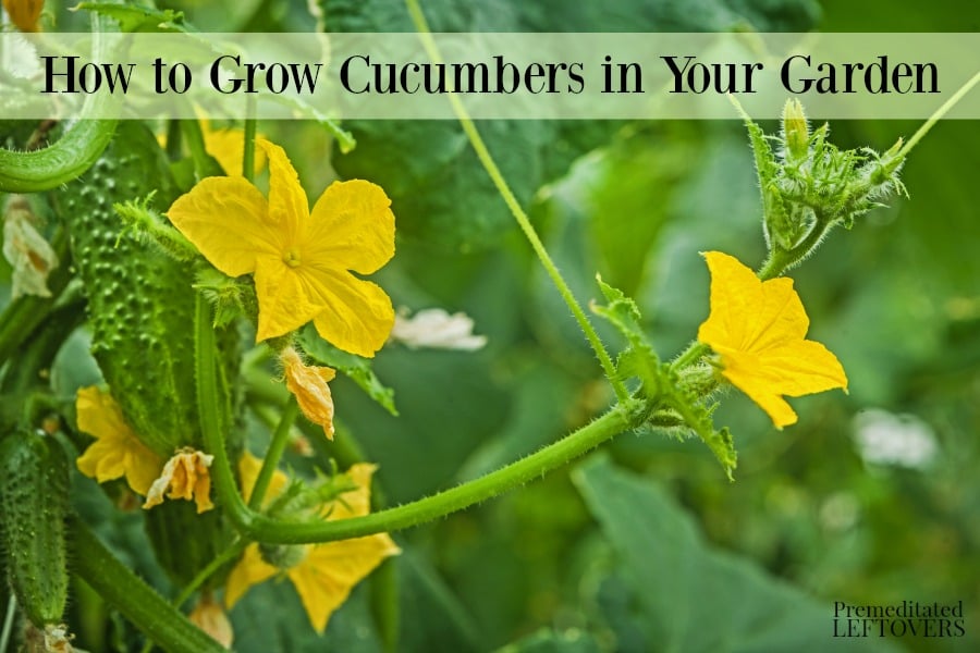 How to Grow Cucumbers in Your Garden