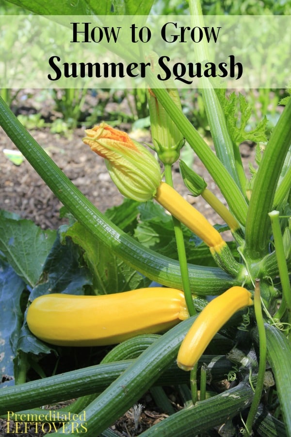 How to Grow Summer Squash, including how to plant squash seeds, how to transplant squash seedlings, how to care for squash plants, and when to harvest.