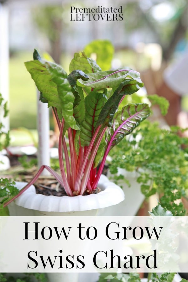 How to grow Swiss Chard from seed, how to transplant Swiss chard sprouts & when to harvest Swiss chard plants.