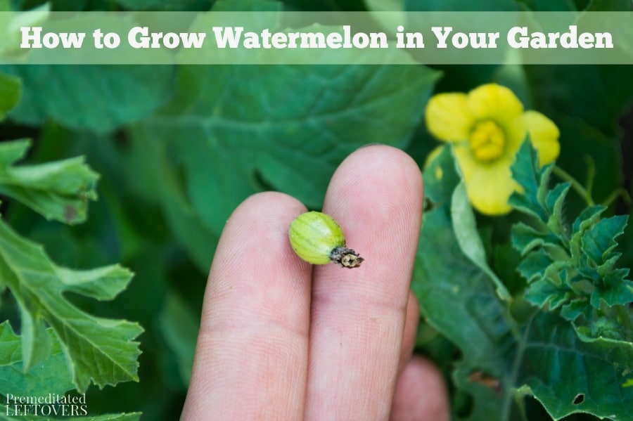 How to Grow Watermelon in Your Garden