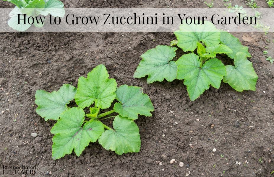 How to Grow Zucchini in Your Garden