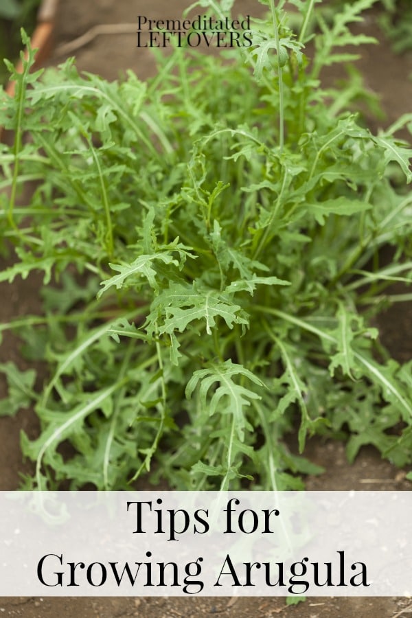 Tips for Growing Arugula in Your Garden - How to grow arugula from seed, how to transplant arugula seedlings, when and how to harvest arugula plants.