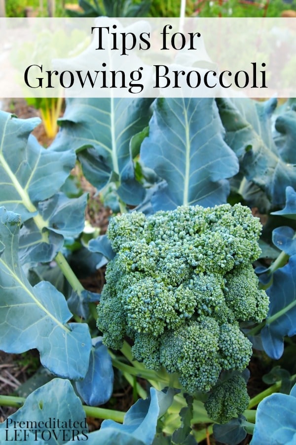 Here are some tips for Growing Broccoli in Your Garden including how to grow broccoli from seed, how to transplant broccoli sprouts & when to harvest broccoli plants.