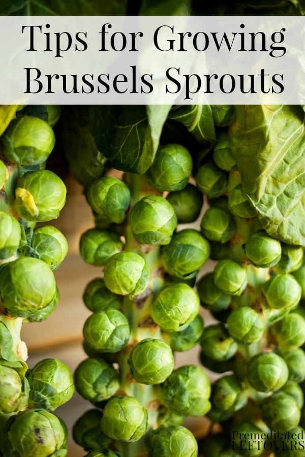 Tips for Growing Brussels Sprouts
