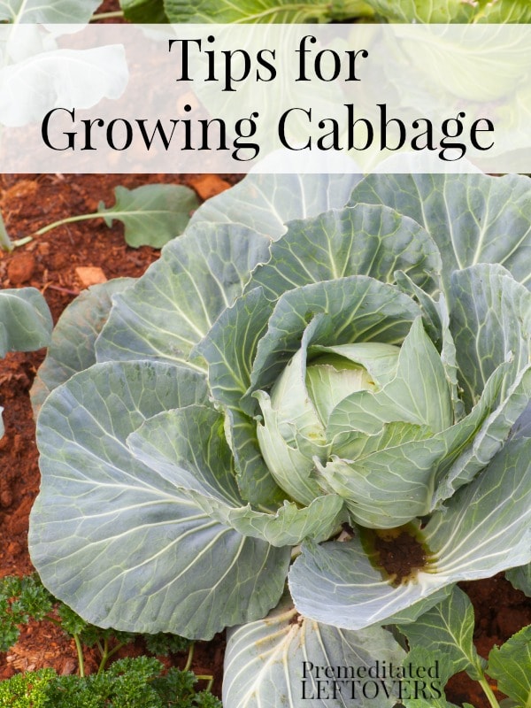Tips for Growing Cabbage in Your Garden - How to grow cabbage from seed, how to transplant cabbage seedlings, when and how to harvest cabbage plants.
