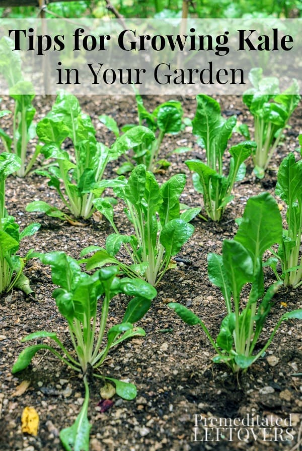 Tips for growing kale in your garden including how to grow kale from seed, when to plant kale, how to transplant kale, and how to harvest kale plants