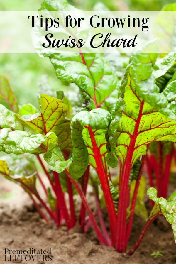Tips for growing Swiss chard, including how to grow Swiss chard from seed, how to transplant Swiss chard sprouts & when to harvest Swiss chard plants.