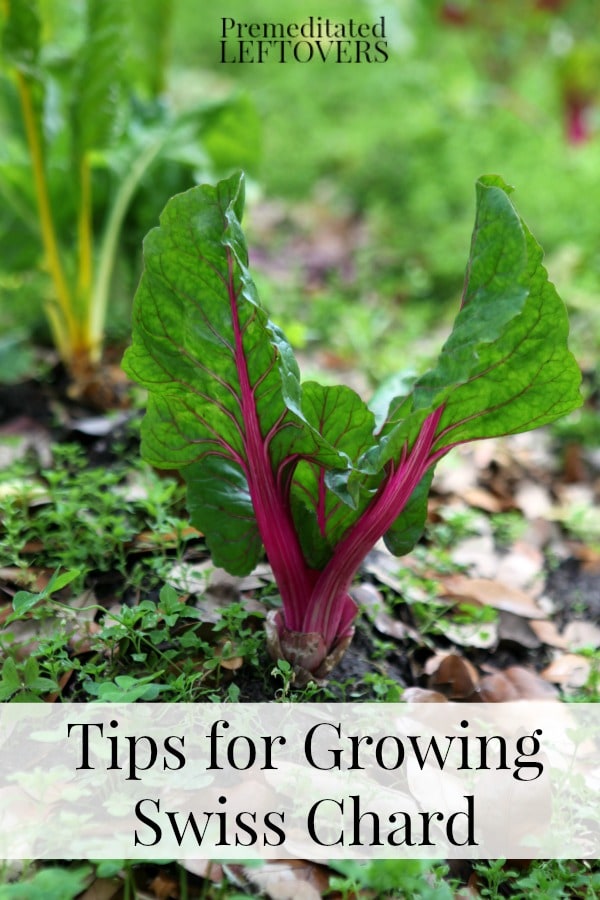 Tips for Growing Swiss Chard in Your Garden - How to grow Swiss Chard from seed, how to transplant Swiss chard sprouts & when to harvest Swiss chard plants.