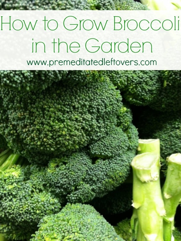 Tips for Growing Broccoli in Your Vegetable Garden including how to start broccoli from seed indoors, how to transplant broccoli sprouts & when and how to harvest broccoli plants.