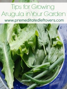 tips for growing arugula