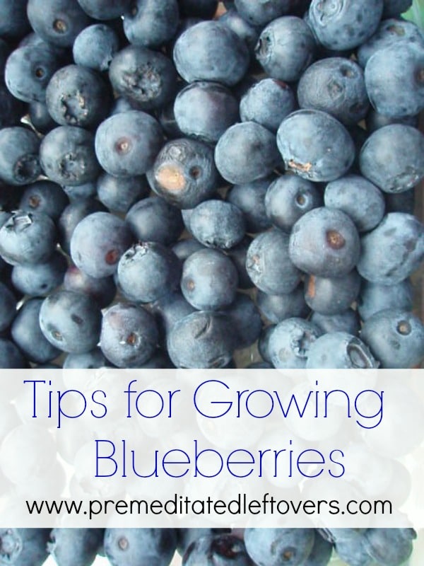 Tips for Growing Blueberries in your backyard garden
