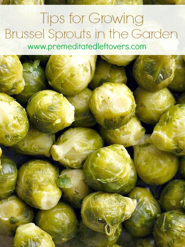 Tips for Growing Brussels Sprouts in the Garden - How to grow Brussels sprouts, how to transplant Brussels sprouts & when to harvest Brussels sprouts plants.