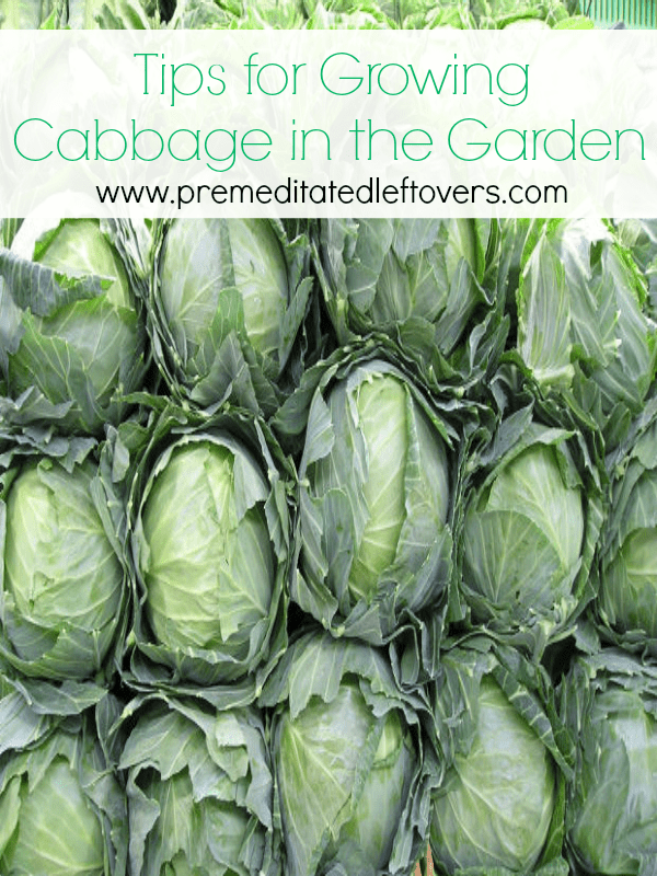 Tips for Growing Cabbage in Your Garden - How to grow cabbage from seed, how to transplant cabbage seedlings, when and how to harvest cabbage plants.