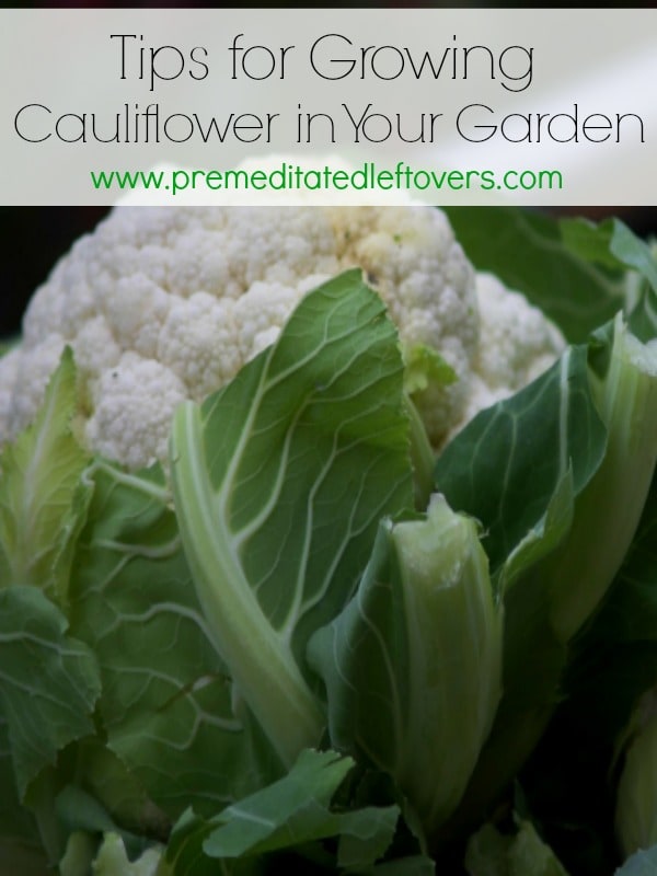 Tips for Growing Cauliflower in Your Garden, including how to start seeds, how to transplant and care for seedlings, and how harvest cauliflower.