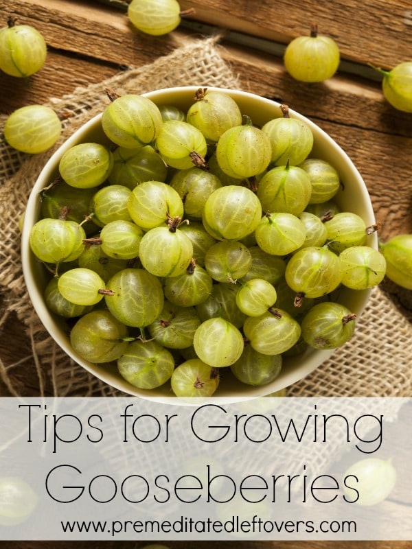 Tips for Growing Gooseberries, including how to plant gooseberries, how to grow gooseberries in containers, and how to care for and harvest gooseberries.