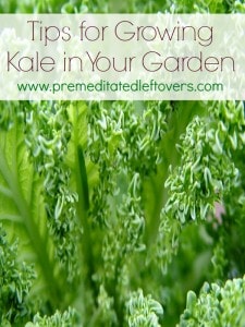 Tips for Growing Kale in Your Garden