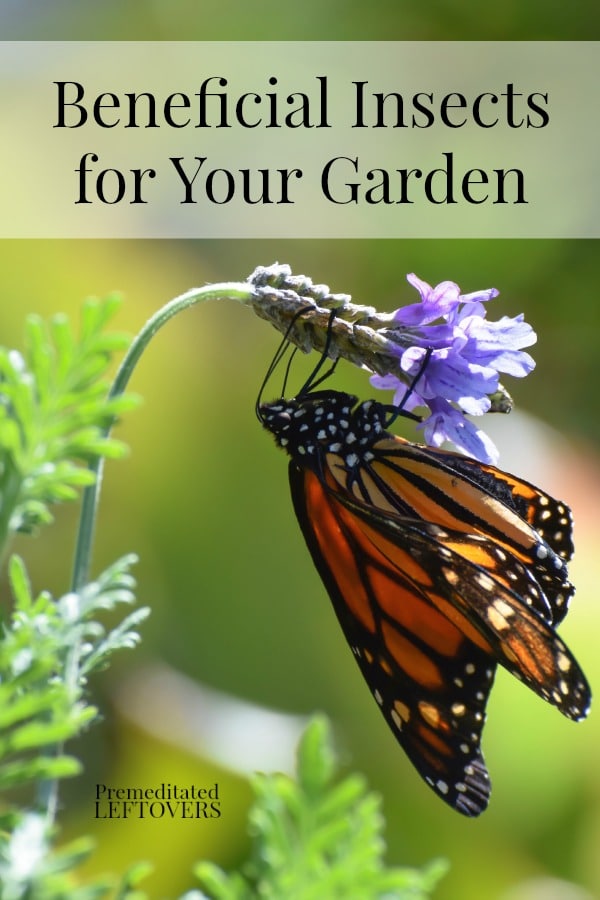 Here is a list of Beneficial Insects for Your Garden that help your garden by eating harmful pests or pollinating flowers, and tips on how to attract them.