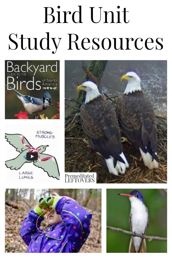 Bird Unit Study Resources including bird lesson plans, online videos about birds, books about birds, bird lap-books and other online bird resources.