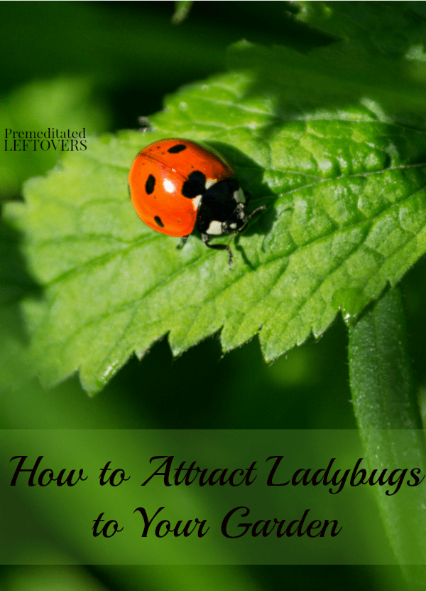 Attracting ladybugs to your garden is a great way to naturally keep the aphids away. Here are some tips for How to Attract Ladybugs to Your Garden.