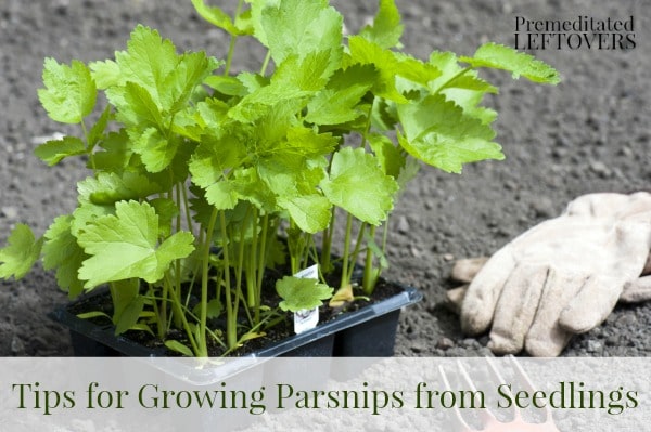 How to grow parsnips - tips for growing parsnips in your garden.