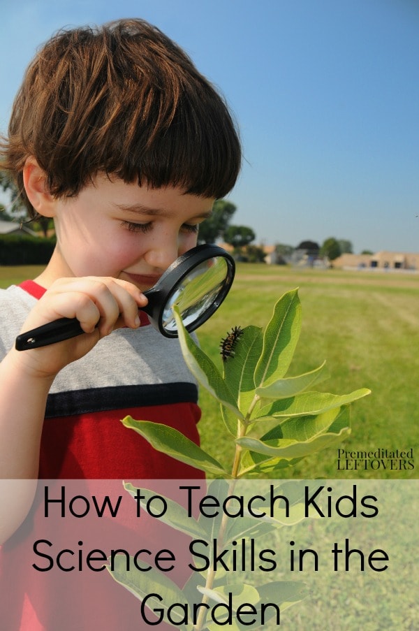 There are so many opportunities to teach valuable science skills in your garden. Here are some tips for How to Teach Kids Science Skills in the Garden.