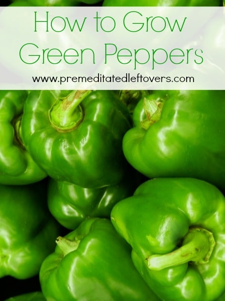 How to grow bell peppers - tips for growing peppers from seed, how to transplant peppers, and how to harvest bell peppers.