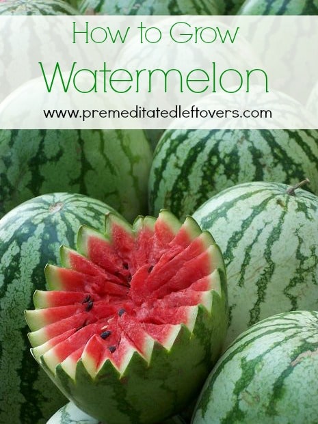 How to Grow Watermelon - Tips for growing watermelon, including how to plant watermelon seeds and watermelon seedlings, and how to harvest watermelon.