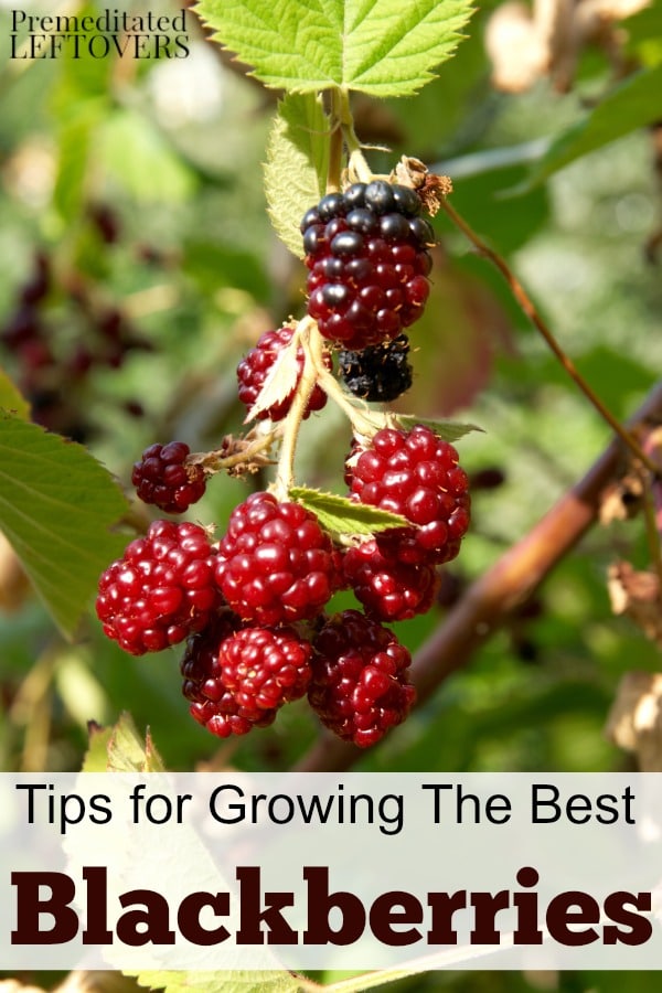Tips for Growing Blackberries, including how to plant blackberries, how to grow blackberries in containers, how to care for blackberries, and more.