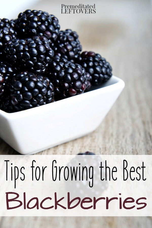 Tips for Growing Blackberries