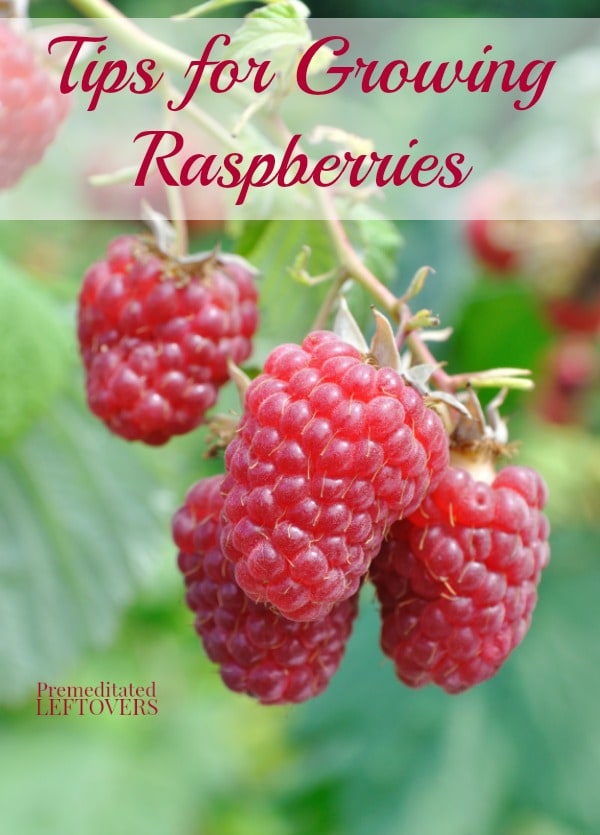 Tips for Growing Raspberries, including how to plant raspberries, how to grow raspberries in containers, and how to harvest and divide raspberries.