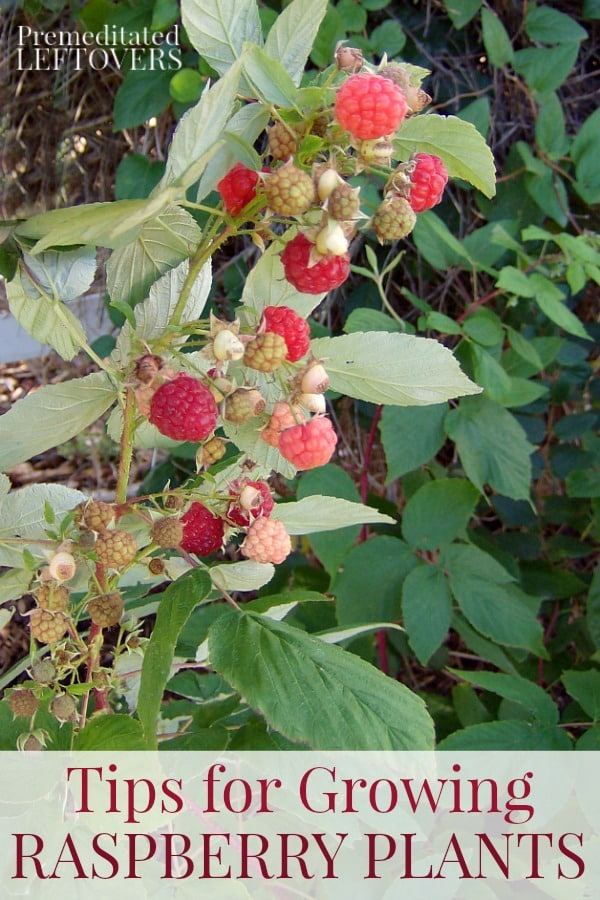 Tips for Growing Raspberry Plants in Your Garden