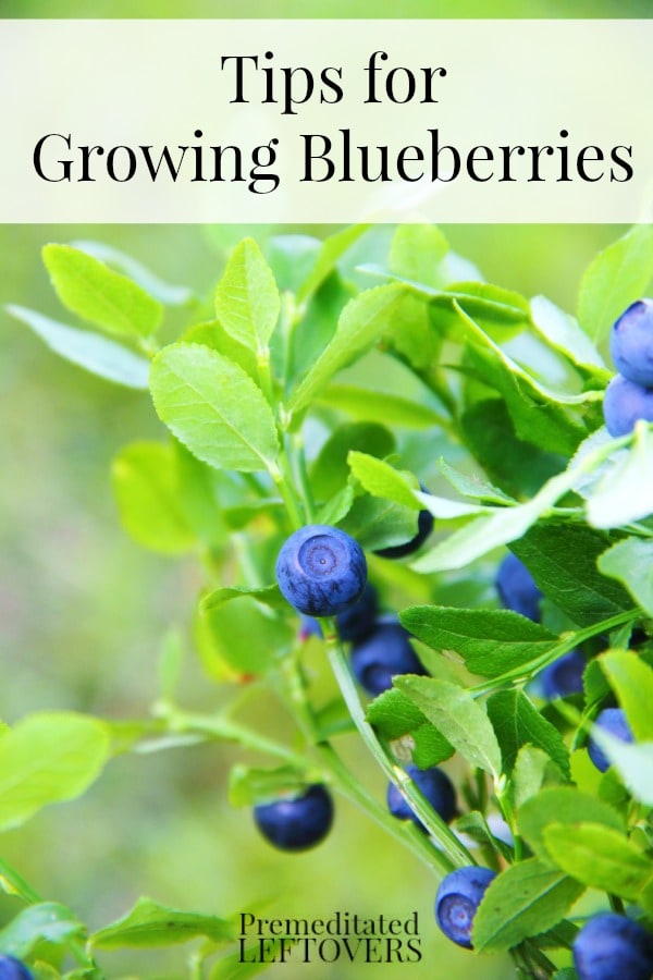 Tips for Growing Blueberries, including how to plant blueberries, how to grow blueberries in containers, and when to harvest blueberries.
