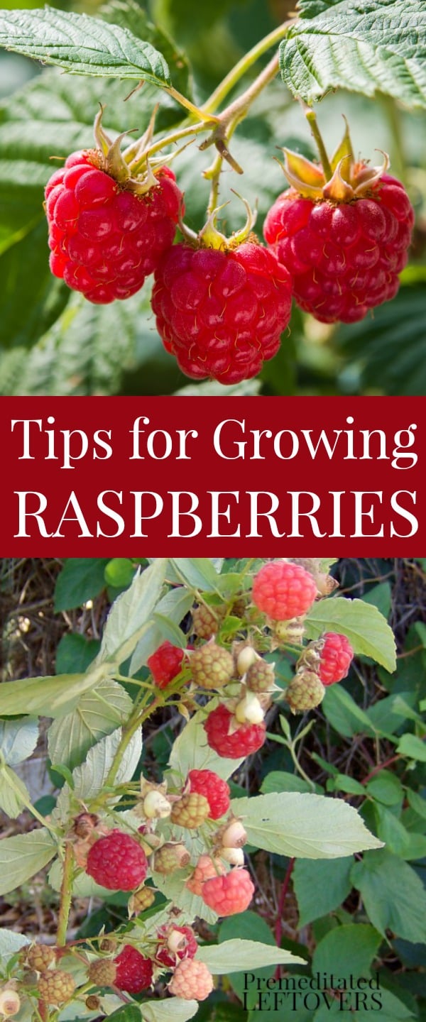 Tips For Growing Raspberries 2465