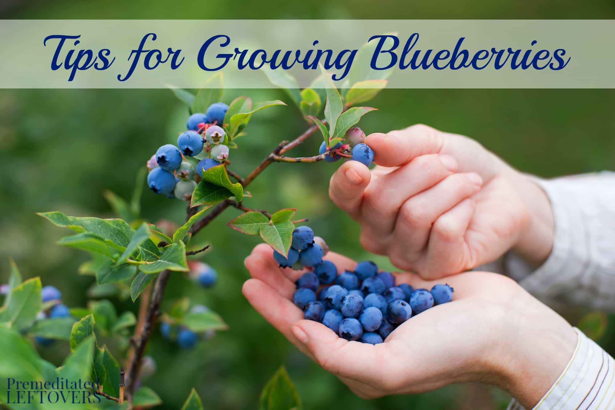 These tips for growing blueberries include everything from planting to harvest, including growing blueberries in containers