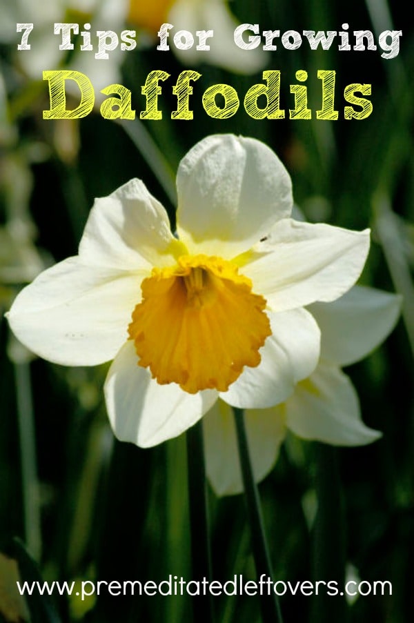 7 Tips for Growing Daffodils, including tips on planting daffodils, what type of soil to plant in, how to pick daffodils, and  how to store bulbs.