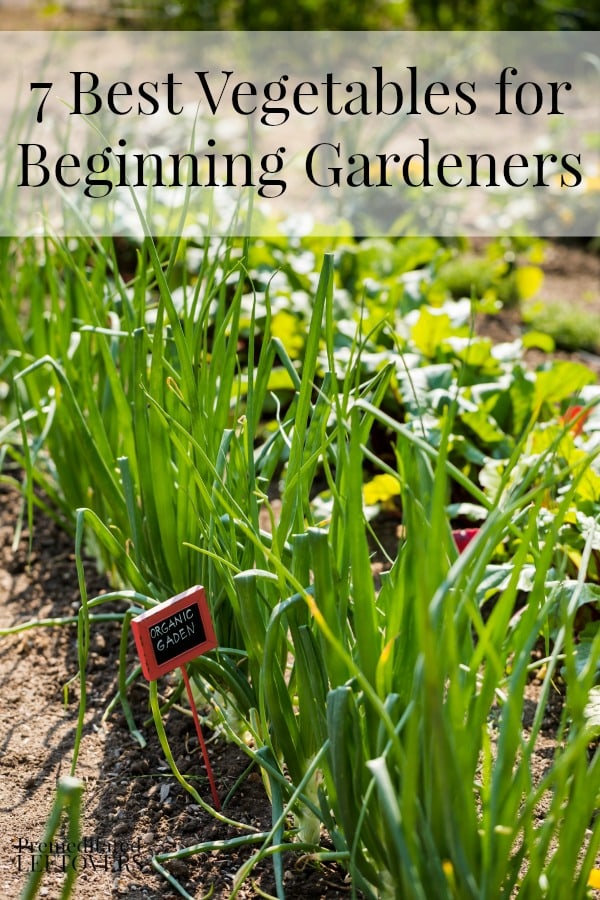 7 Best Vegetables for Beginning Gardeners - Here is  7 vegetables that are easy for beginning gardeners to grow and tips on how to grow them.