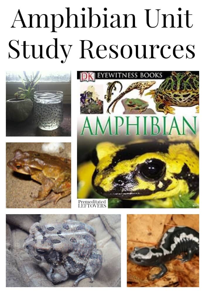 Amphibians Unit Study Resources including amphibian lapbooks and printables, amphibian books, amphibian activities and lesson plan ideas.
