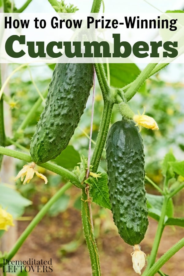 cucumber plants growing