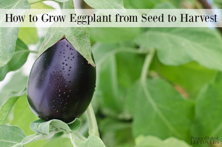 How to grow eggplant from seed to harvest