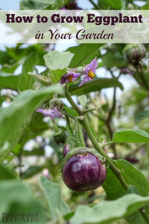 Learn how to grow Eggplant! Gardening tips on how to plant eggplant seeds or seedlings, how to care for eggplant in the garden, and how to harvest eggplant.