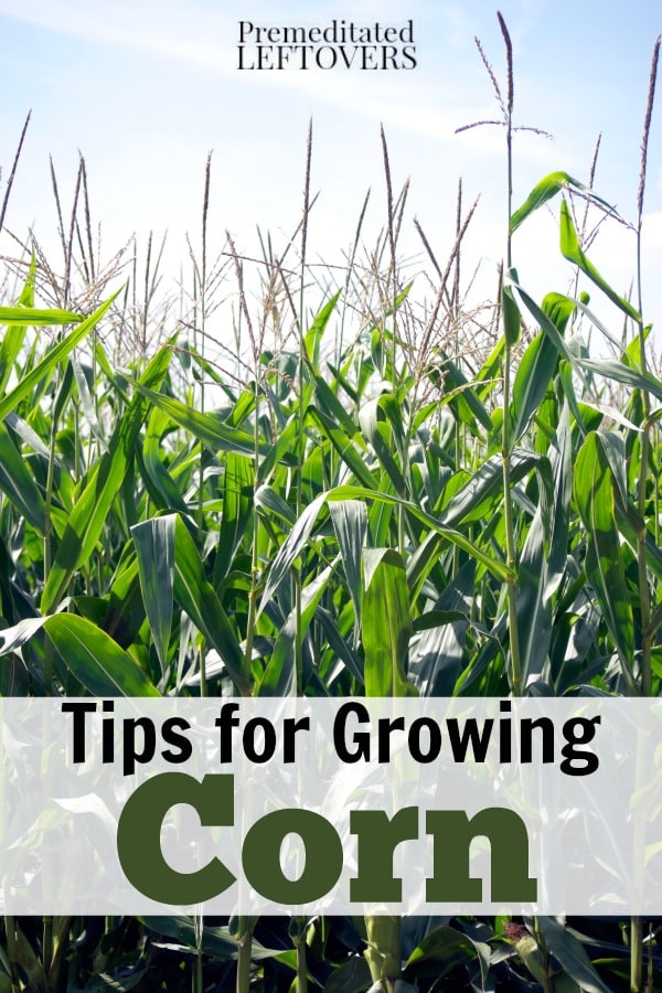 Want to learn how to Grow Corn? Use these tips for Growing Corn, including how to plant corn seeds, how to care for corn seedlings, and how to harvest corn.