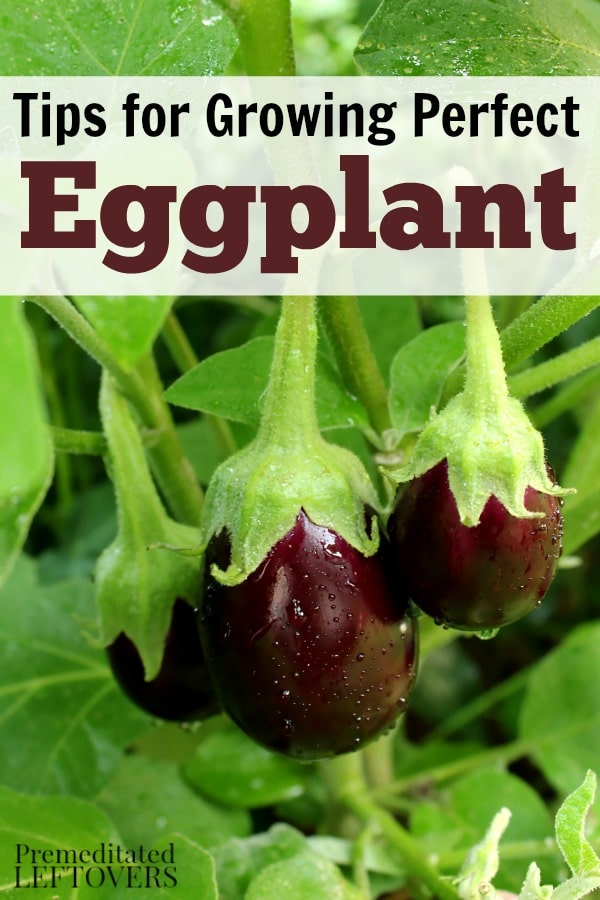 How to Grow Eggplant - Tips on how to plant eggplant seeds and seedlings, how to care for eggplant seedlings, and how to harvest eggplant.