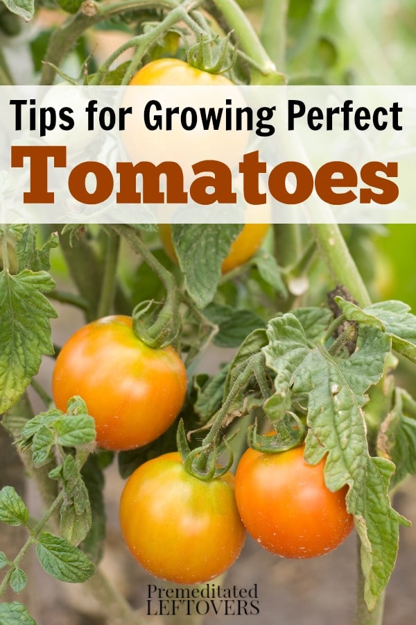 How to Grow Tomatoes - Tips for Growing Tomatoes, including how to plant tomatoes, how to transplant tomato seedlings, and how to care for tomato plants.