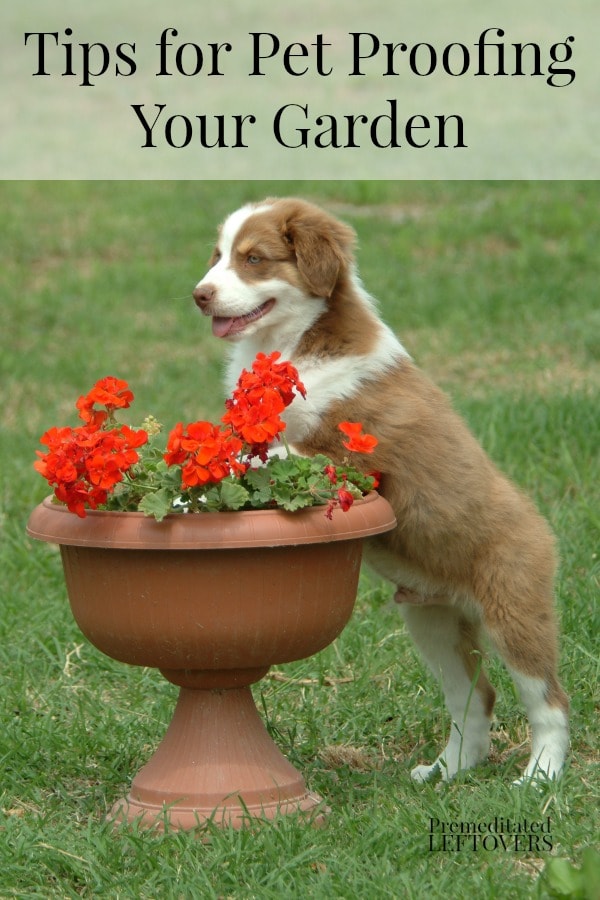 Tips for Pet Proofing Your Garden - Here are some ways you can make your garden a safe place for for your pets to play.