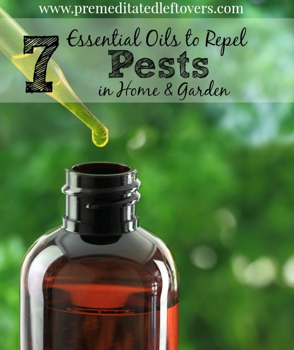 7-essential-oils-to-repel-pests-in-your-home-and-garden