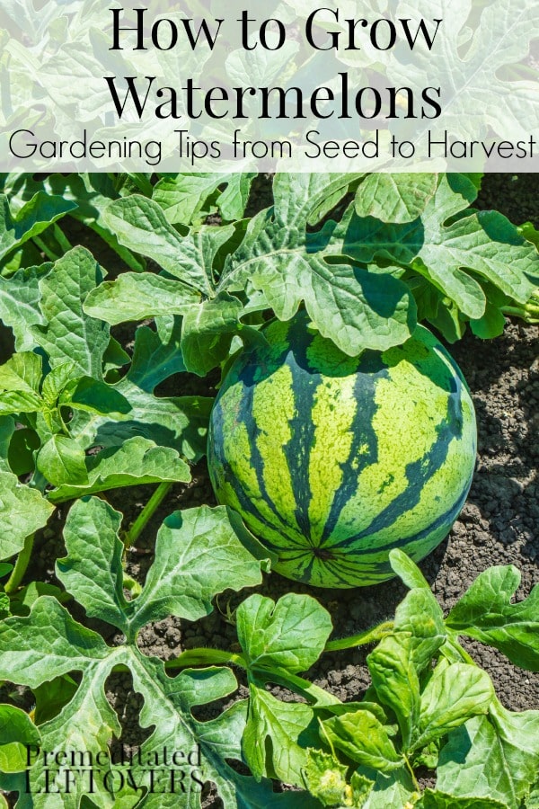 How to Grow Watermelon - Tips for growing watermelon, including how to plant watermelon seeds and watermelon seedlings, and how to harvest watermelon.