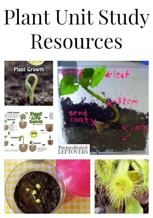 Plant Unit Study Resources including plant lesson plans, plant printables, plant lapbooks, plant videos and plant books for kids.